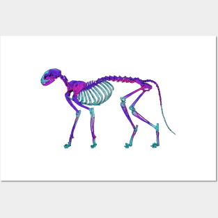 Cat Skeleton Diaphonized Specimen Posters and Art